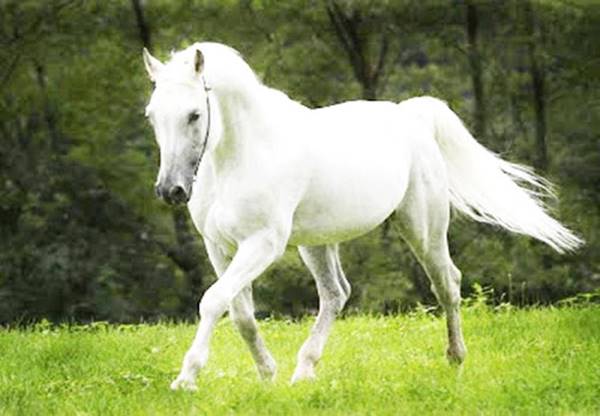 Thabet88 giải mã giấc mơ thấy con ngựa