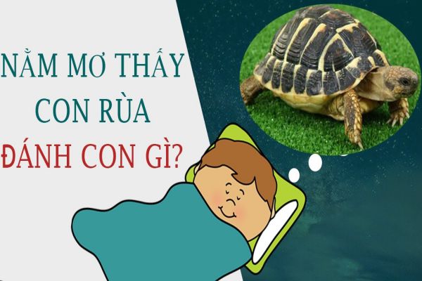 Thabet88 giải mã giấc mơ thấy rùa