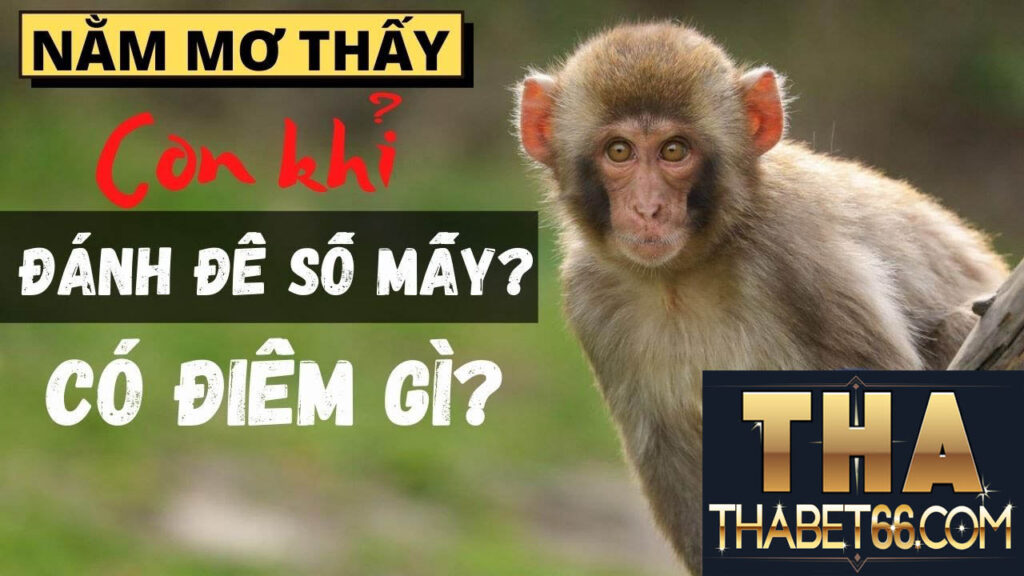 Nằm mơ thấy khỉ có ý nghĩa gì?