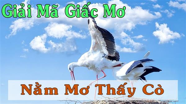 Thabet88 giải mã giấc mơ chim cò