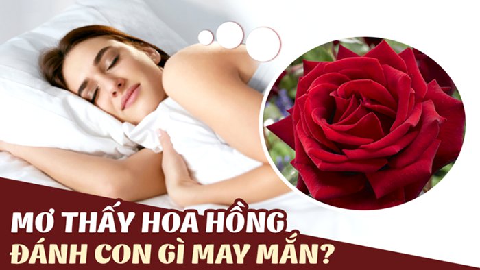 Thabet88 giải mã giấc mơ thấy hoa hồng đoán số may mắn