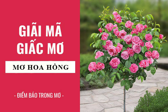 Thabet88 giải mã giấc mơ thấy hoa hồng