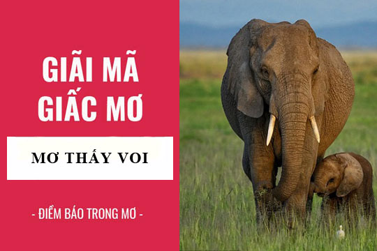 Thabet88 và giấc mơ thấy con voi có ý nghĩa gì?