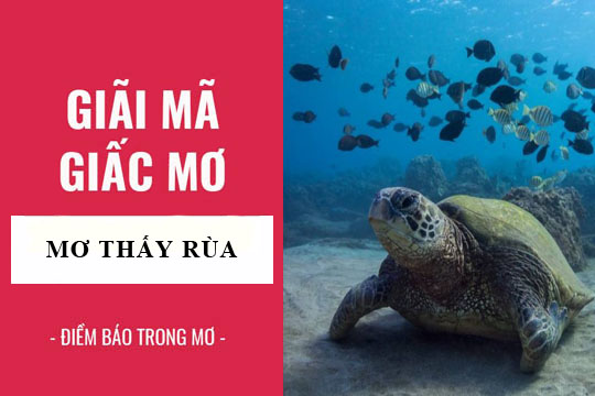 Thabet88 giải mã giấc mơ thấy rùa