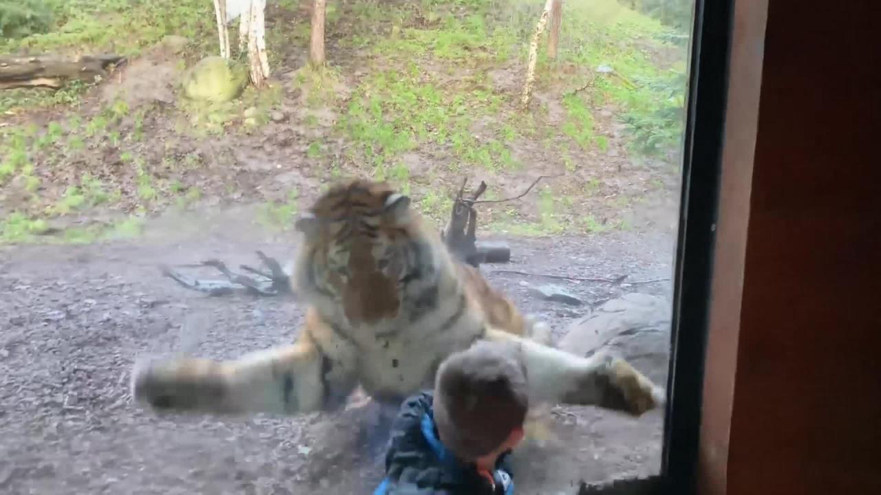 Mơ thấy hổ tấn công đánh con gì?
