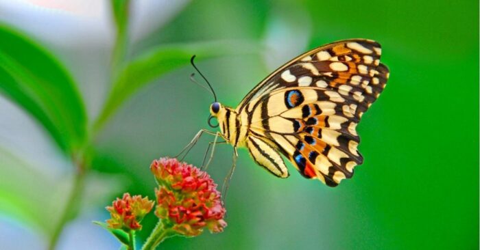 Mơ thấy bướm bay vào nhà là hên hay xui? Nên đánh số gì phát tài? | Sổ mơ Thabet88
