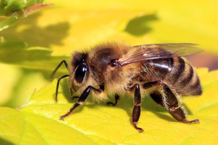 Mơ thấy ong là may hay rủi? | Sổ mơ Thabet88