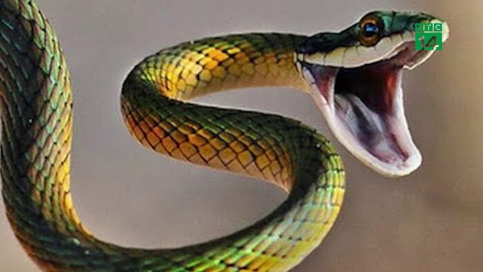 Nằm mơ thấy rắn có phải điềm dữ ? | Sổ mơ Thabet88