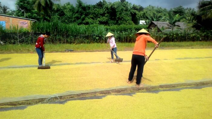 Chiêm bao thấy gặt lúa đánh con gì thắng lớn?