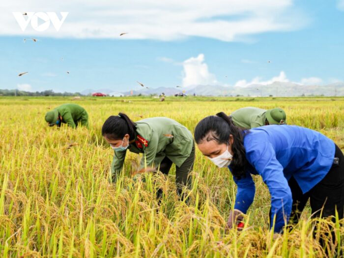 Nằm mơ thấy gặt lúa trên cánh đồng