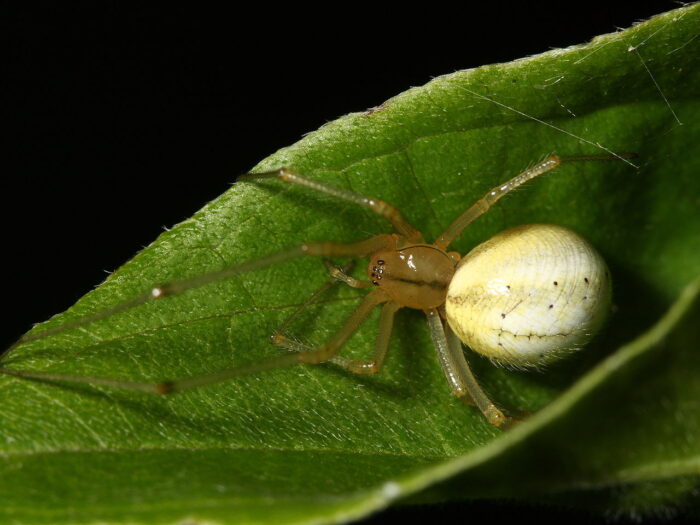 Chiêm bao thấy nhện đang giăng tơ chứng tỏ mọi tai họa bạn gặp sắp được hóa giải | Sổ mơ Thabet88