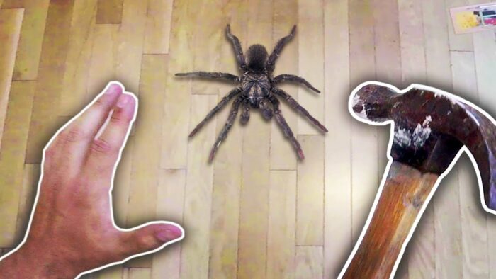 Mơ thấy nhện liệu có đáng sợ? Nên đánh con gì phát tài?