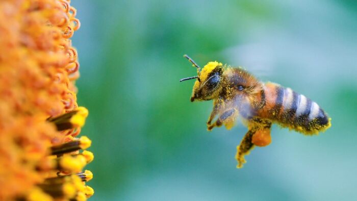 Mơ thấy ong là may hay rủi? | Sổ mơ Thabet88