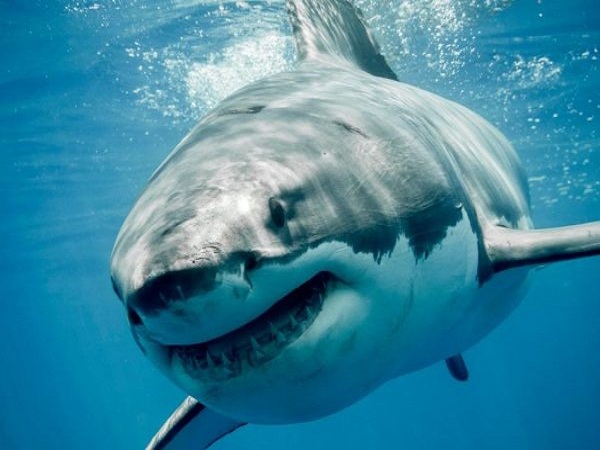 Mơ thấy cá mập liên quan tới những con số nào?