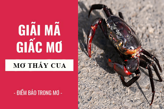 Giải mã chi tiết các trường hợp khi mơ thấy cua | Lô đề Thabet88