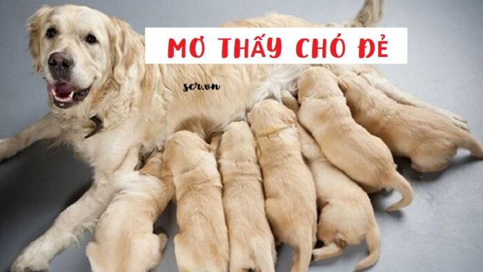 Mơ thấy chó đẻ đem lại điềm báo tốt lành