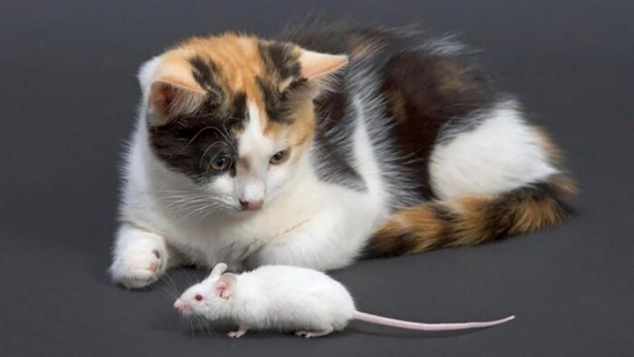 Mơ thấy chuột đánh con gì ? Giải mã nằm mơ thấy chuột cùng Thabet88