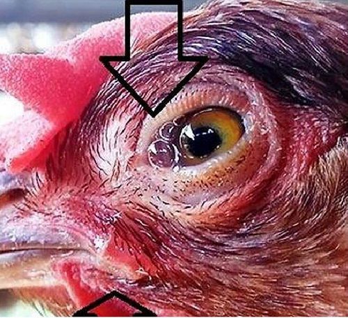 Thabet88 gà bị mù mắt do nhiễm sán