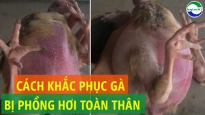 Thabet88 gà bị phồng hơi dưới da