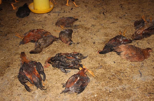 Thabet88 gà chết đột ngột do nắng nóng